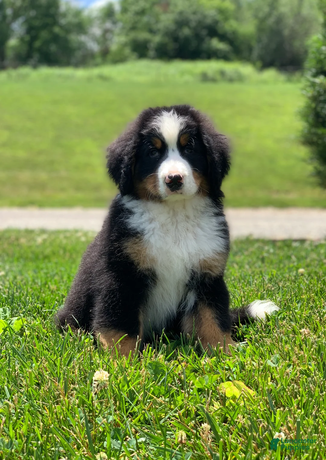 Bernese Mountain Dog dogs for sale: Teddy - Ad 1
