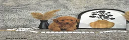 Toy Poodle dogs for sale: Jasper - Ad 8