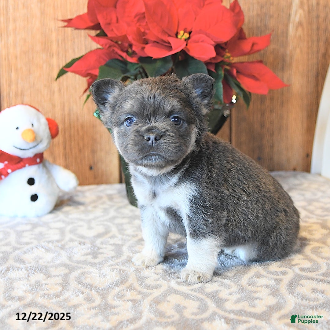 French Bulldog dogs for sale: Twilight - Ad 3