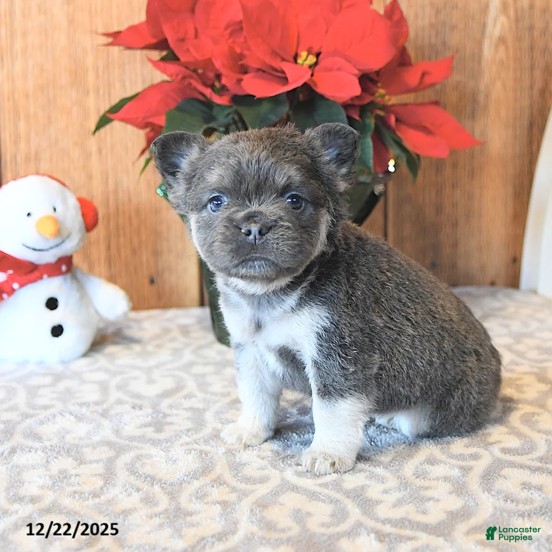 French Bulldog dogs for sale: Twilight - Ad 3