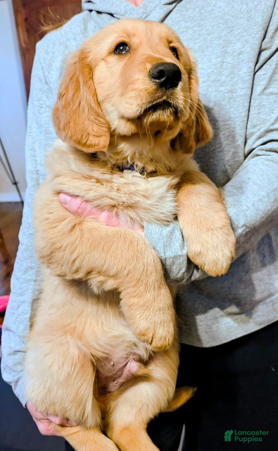 Golden Retriever dogs for sale: Charlie - Ad 1