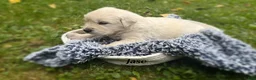 Golden Retriever dogs for sale: Jase - Ad 4