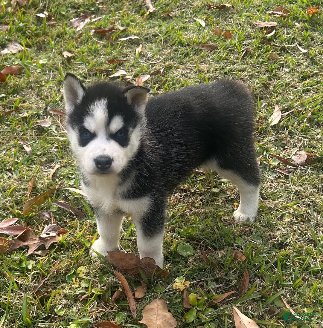 Siberian Husky dogs for sale: Radison - Ad 3