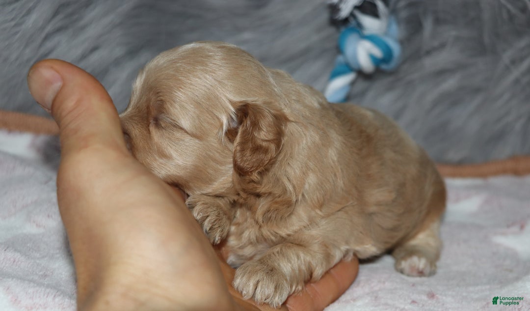 Havapoo dogs for sale: Chase 👨‍👨‍👦‍👦💞🐕 - Ad 12