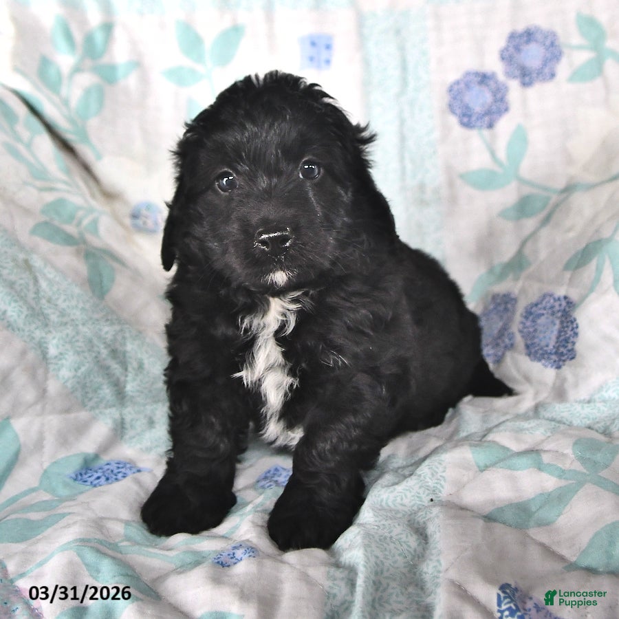 Mini Aussiedoodle dogs Nicky - Ad 2