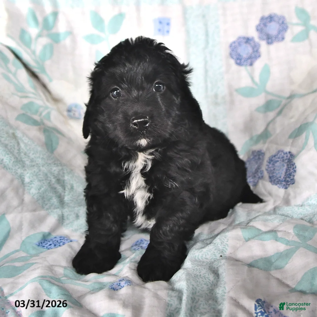 Mini Aussiedoodle dogs for sale: Nicky - Ad 2