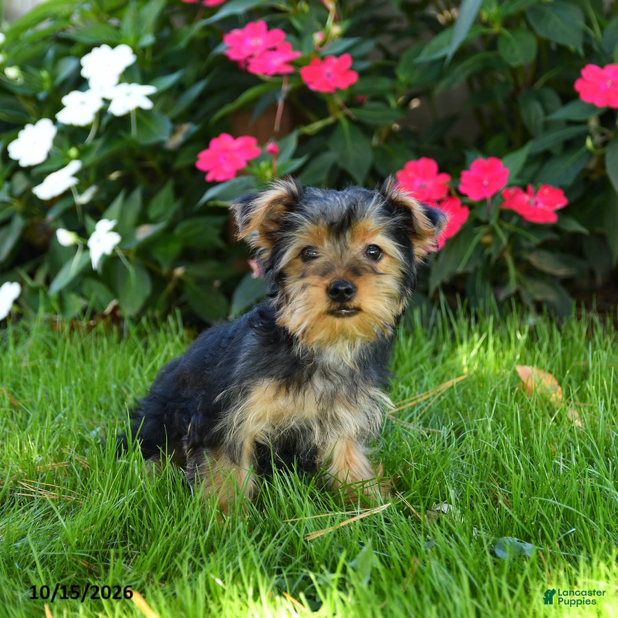 Yorkshire Terrier dogs for sale: Manny - Ad 1