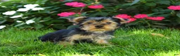 Yorkshire Terrier dogs for sale: Manny - Ad 1