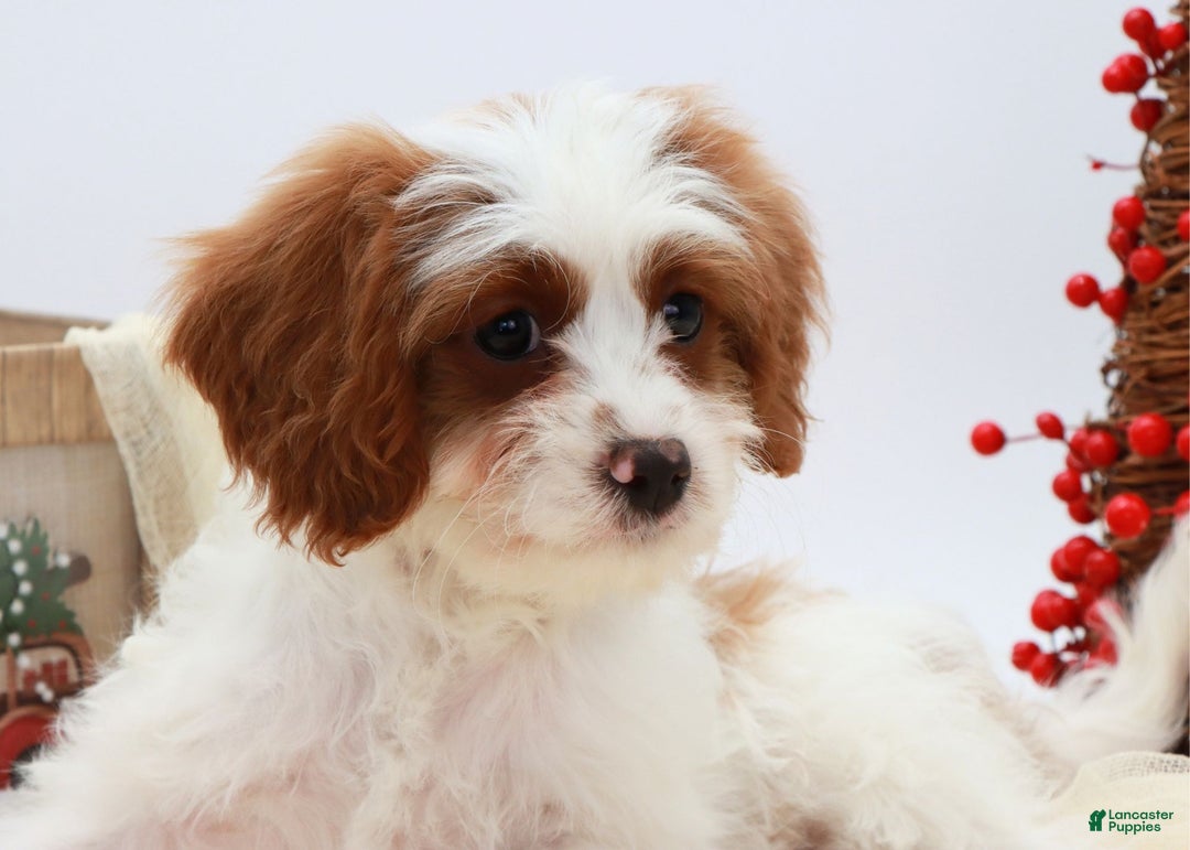 Cavapoo dogs for sale: Finn - Ad 12
