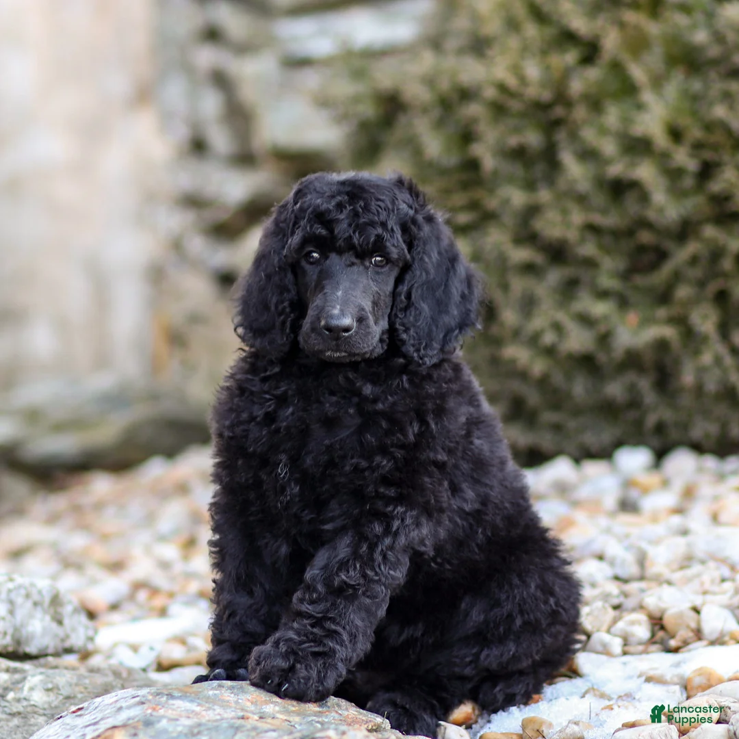 Standard Poodle dogs for sale: Diesel - Ad 2