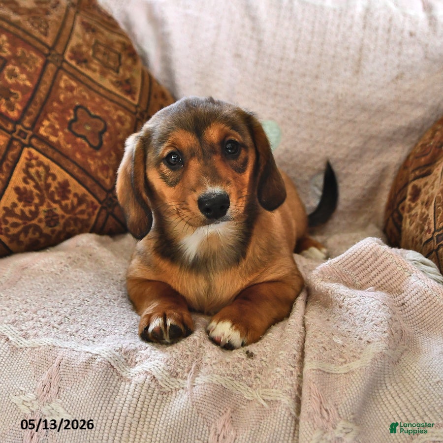 Miniature Dachshund dogs Paisley - Ad 2