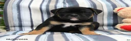 Olde English Bulldogge dogs for sale: Panther - Ad 2