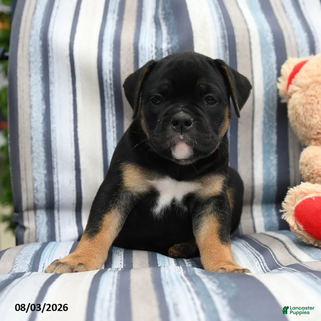 Olde English Bulldogge dogs for sale: Panther - Ad 2