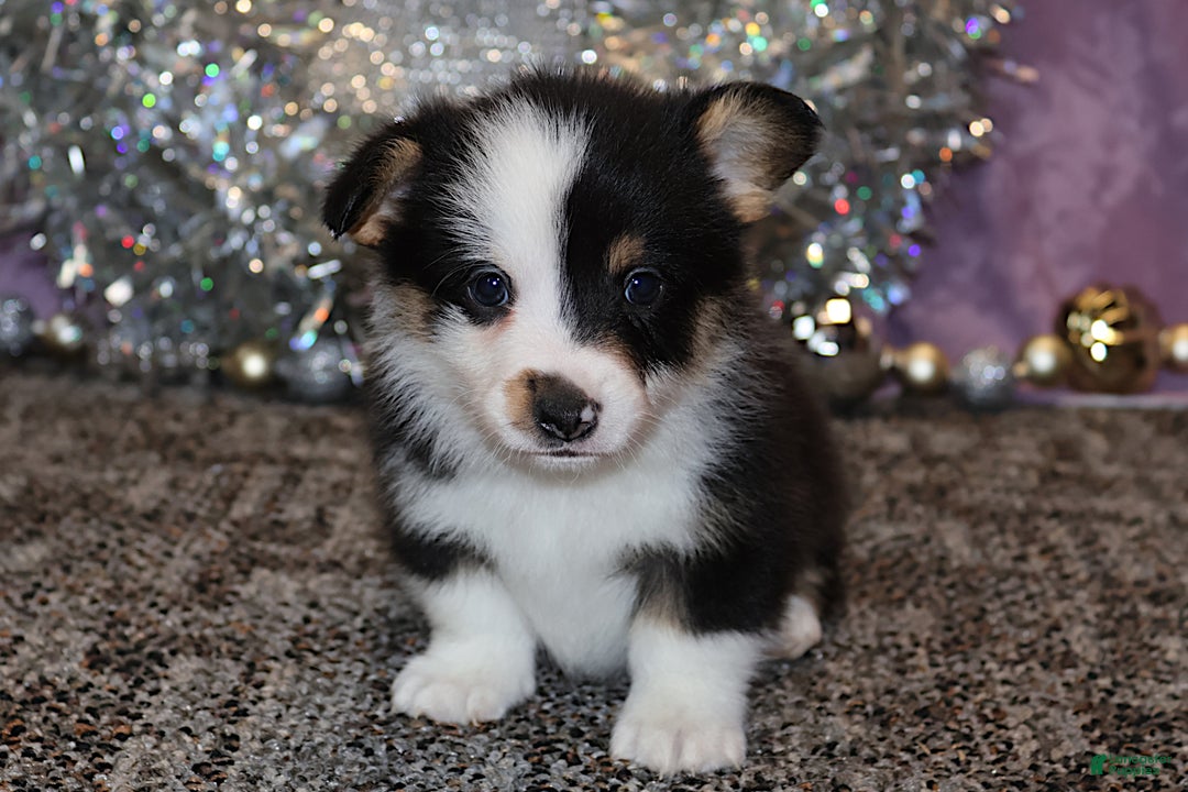 Welsh Corgi Pembroke dogs for sale: OFA Parents Farley - Ad 7