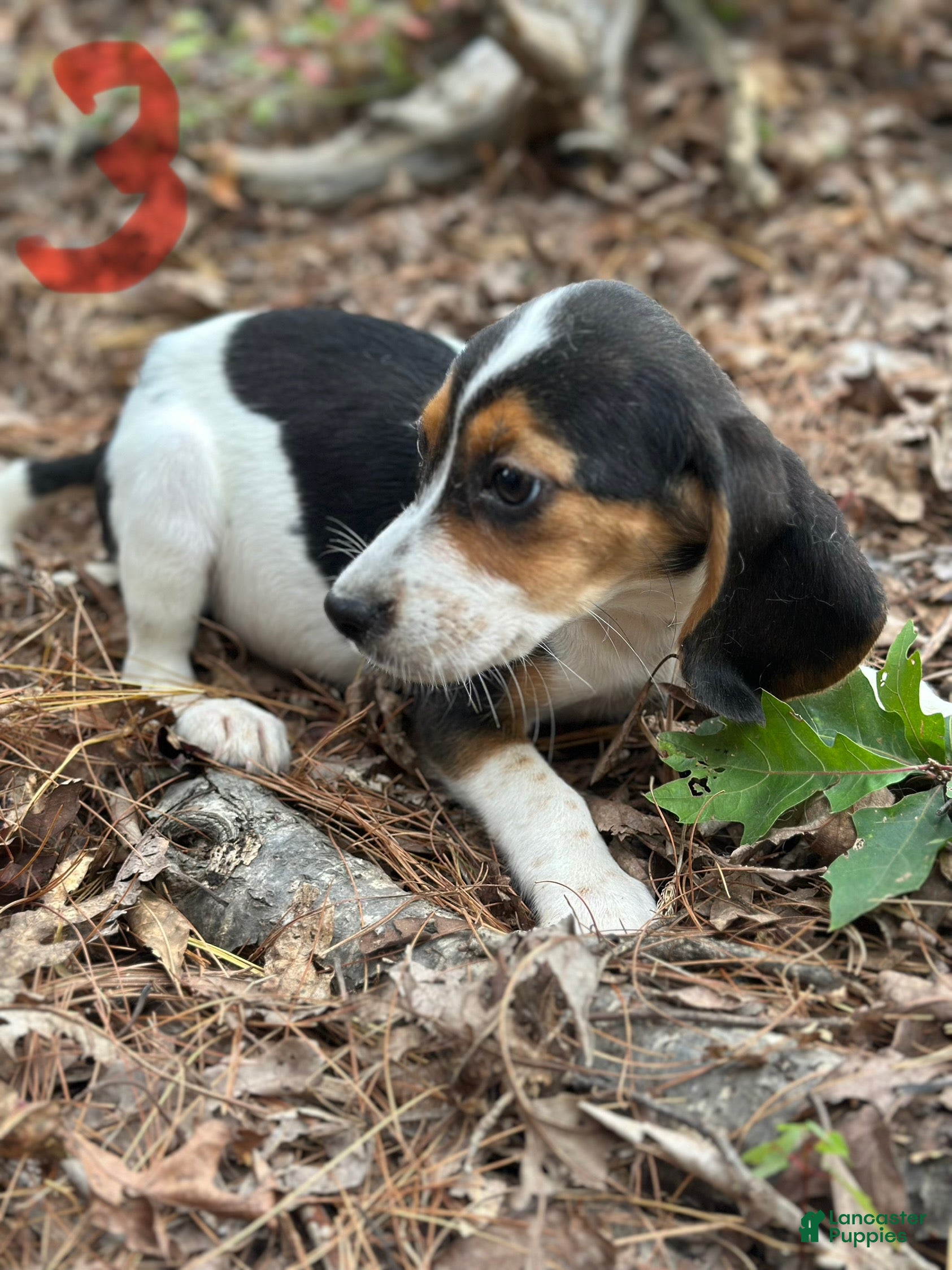 Beagle dogs Beagle Puppy 3 - Ad 4