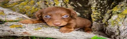 Dachshund dogs for sale: Andoullie - Ad 3