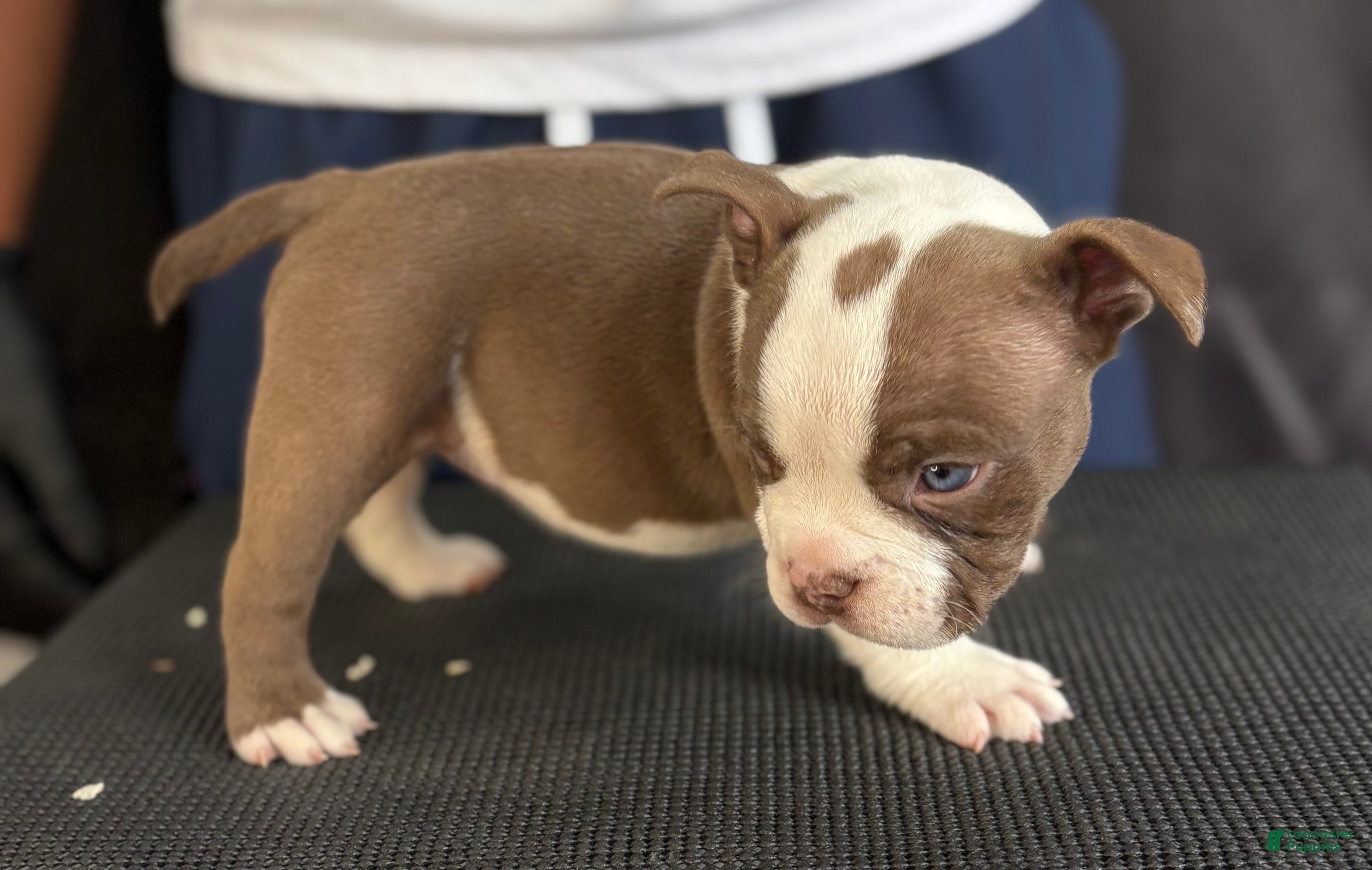 American Bully dogs American Bully 6 - Ad 2