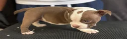 American Bully dogs for sale: American Bully 6 - Ad 2