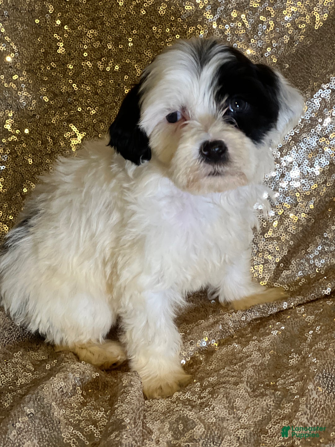 Portuguese Water Dog dogs for sale: Patch - Ad 2