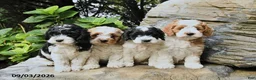 Cockapoo dogs for sale: Bagel - Ad 3