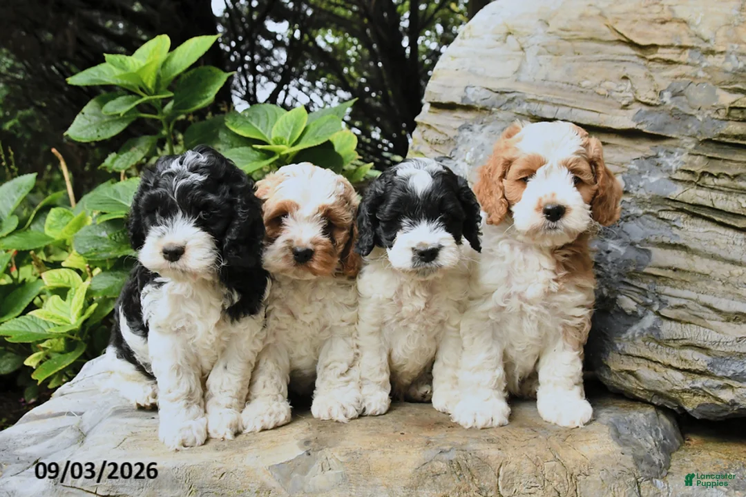 Cockapoo dogs for sale: Bagel - Ad 3