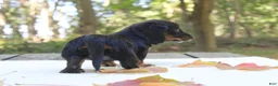 Miniature Dachshund dogs for sale: Sophie - Ad 6