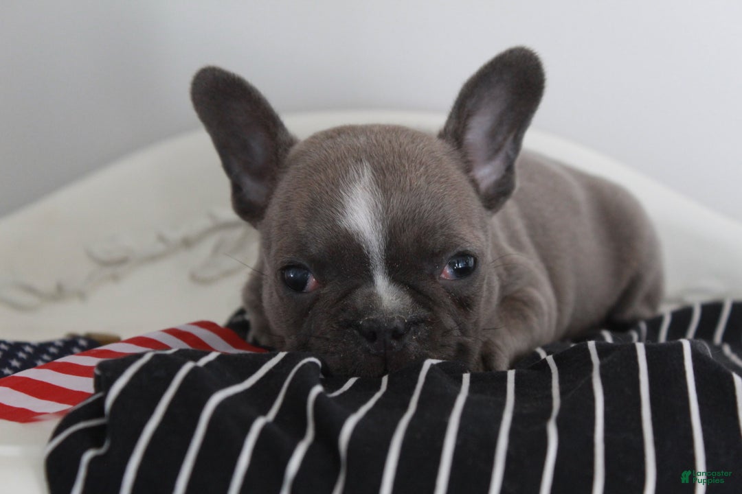 Frenchton dogs for sale: Bella  - Ad 25