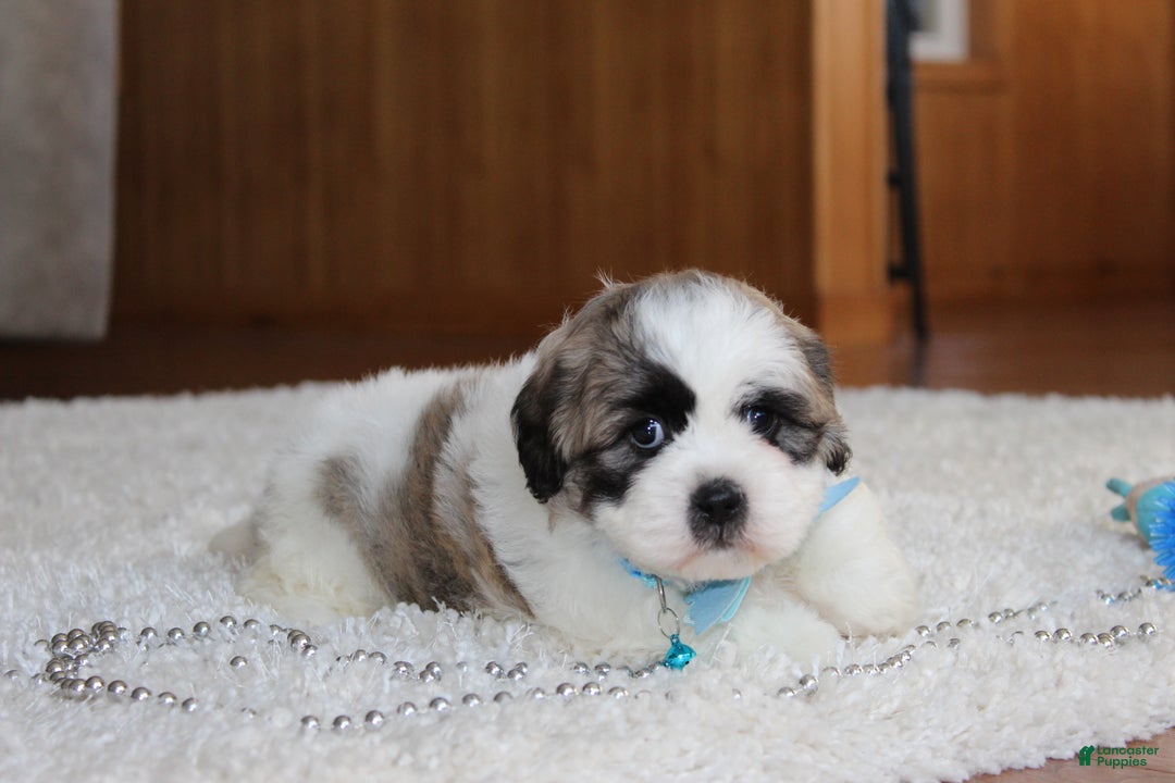 Teddy Bear dogs for sale: Logan - Ad 4