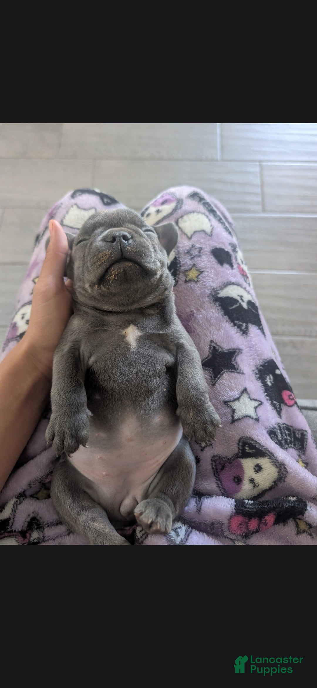 French Bulldog dogs French Bulldog 5 - Ad 5