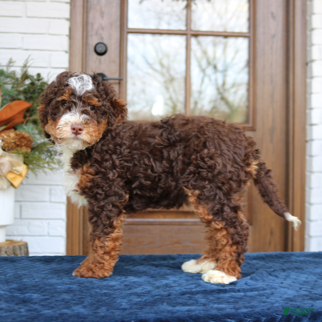 Mini Bernedoodle dogs for sale: Milo  - Ad 3