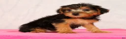 Yorkiepoo dogs for sale: Marsha - Ad 3