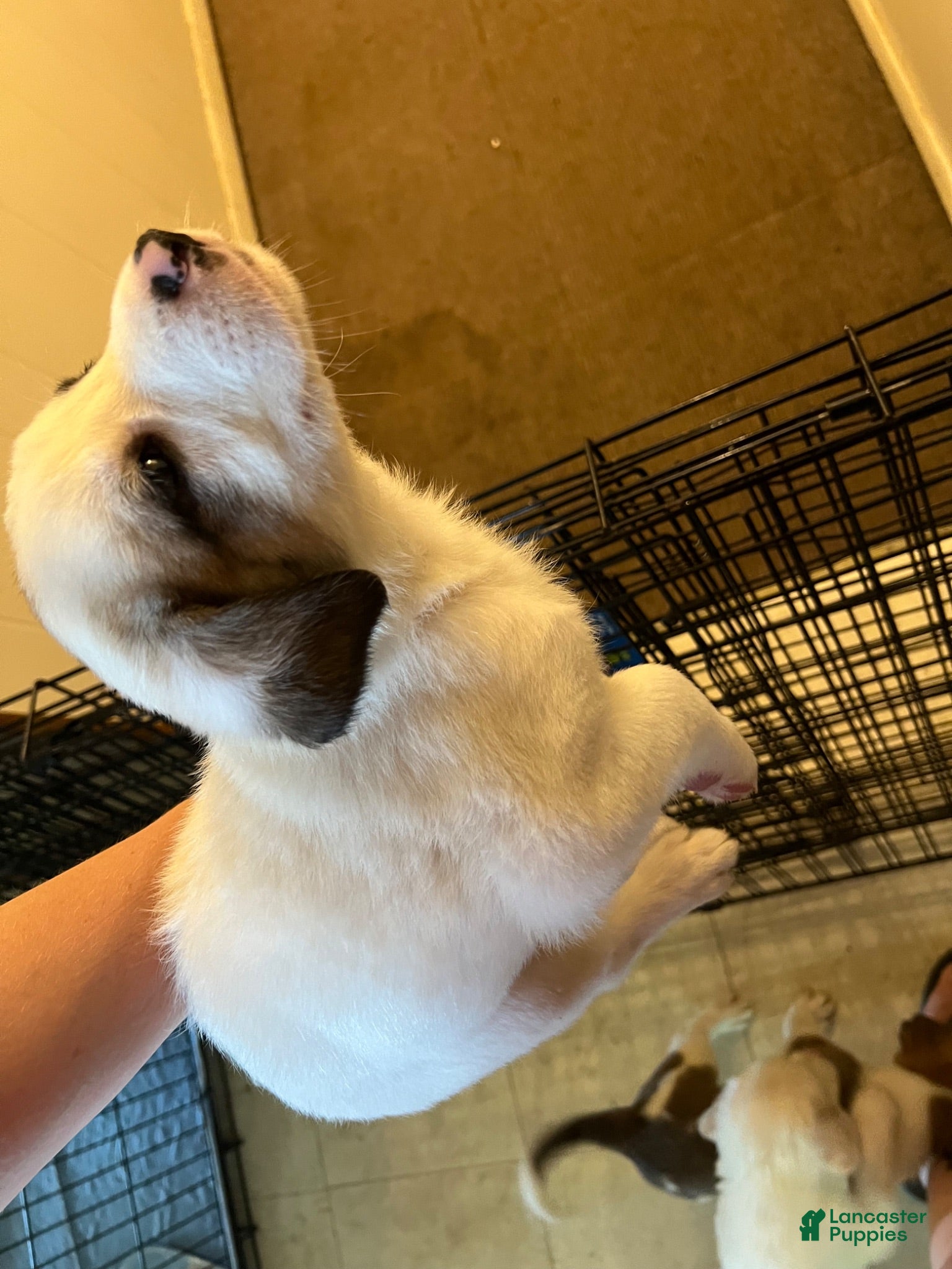 Mixed Breed dogs Mixed Breed 2 - Ad 33