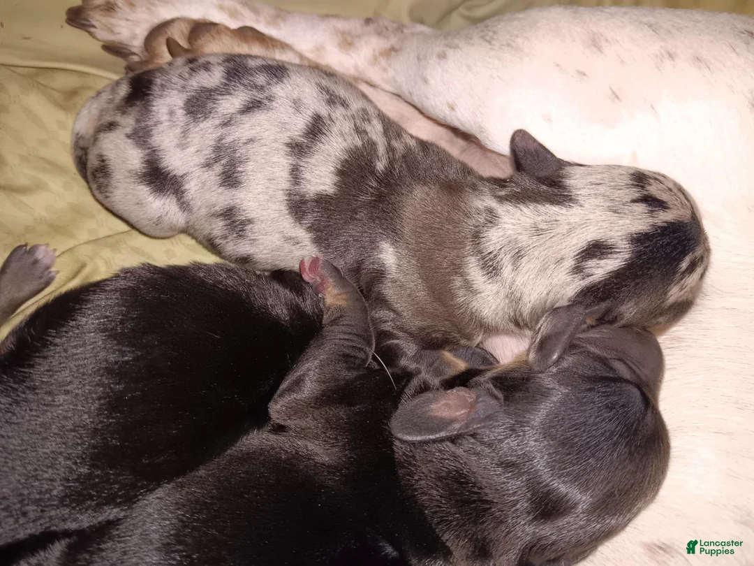 Miniature Dachshund dogs for sale: TOBY - Ad 2
