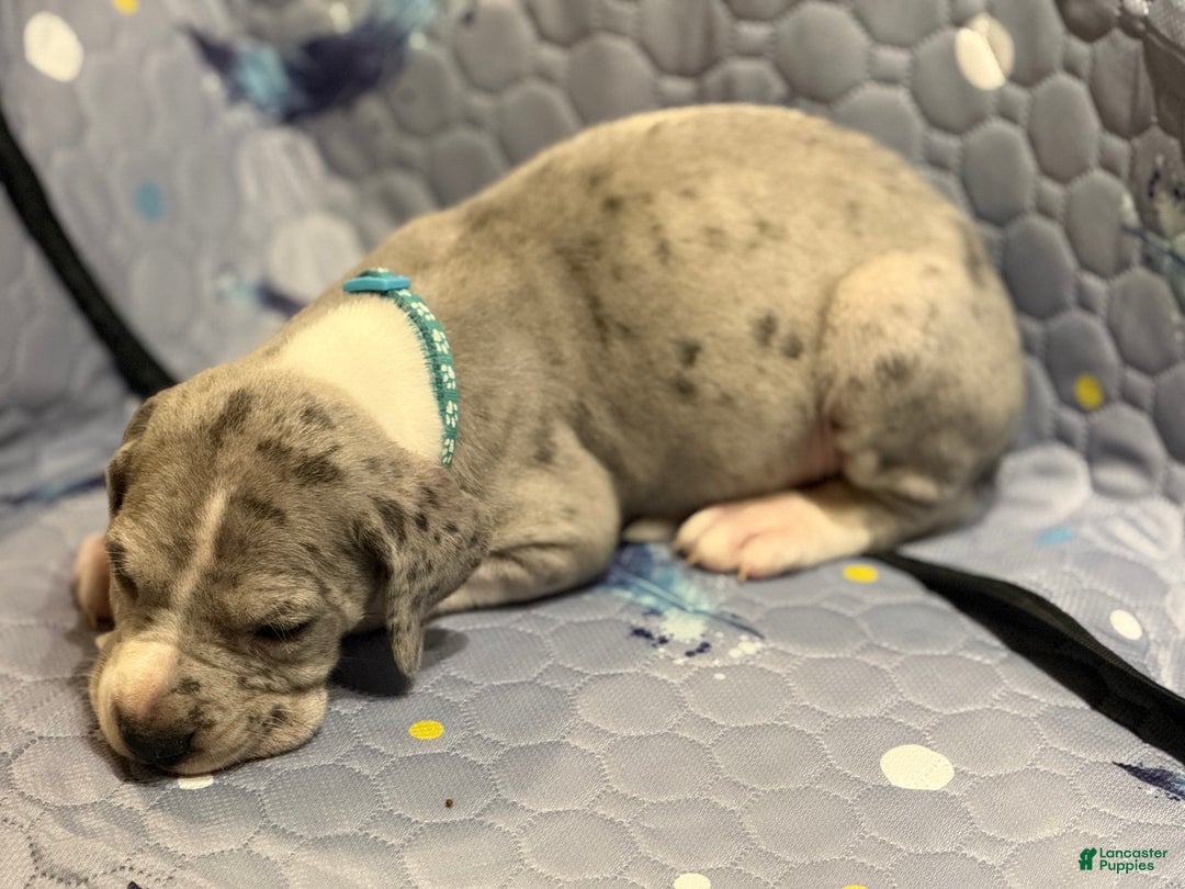 Great Dane dogs for sale: Lenard - Ad 2