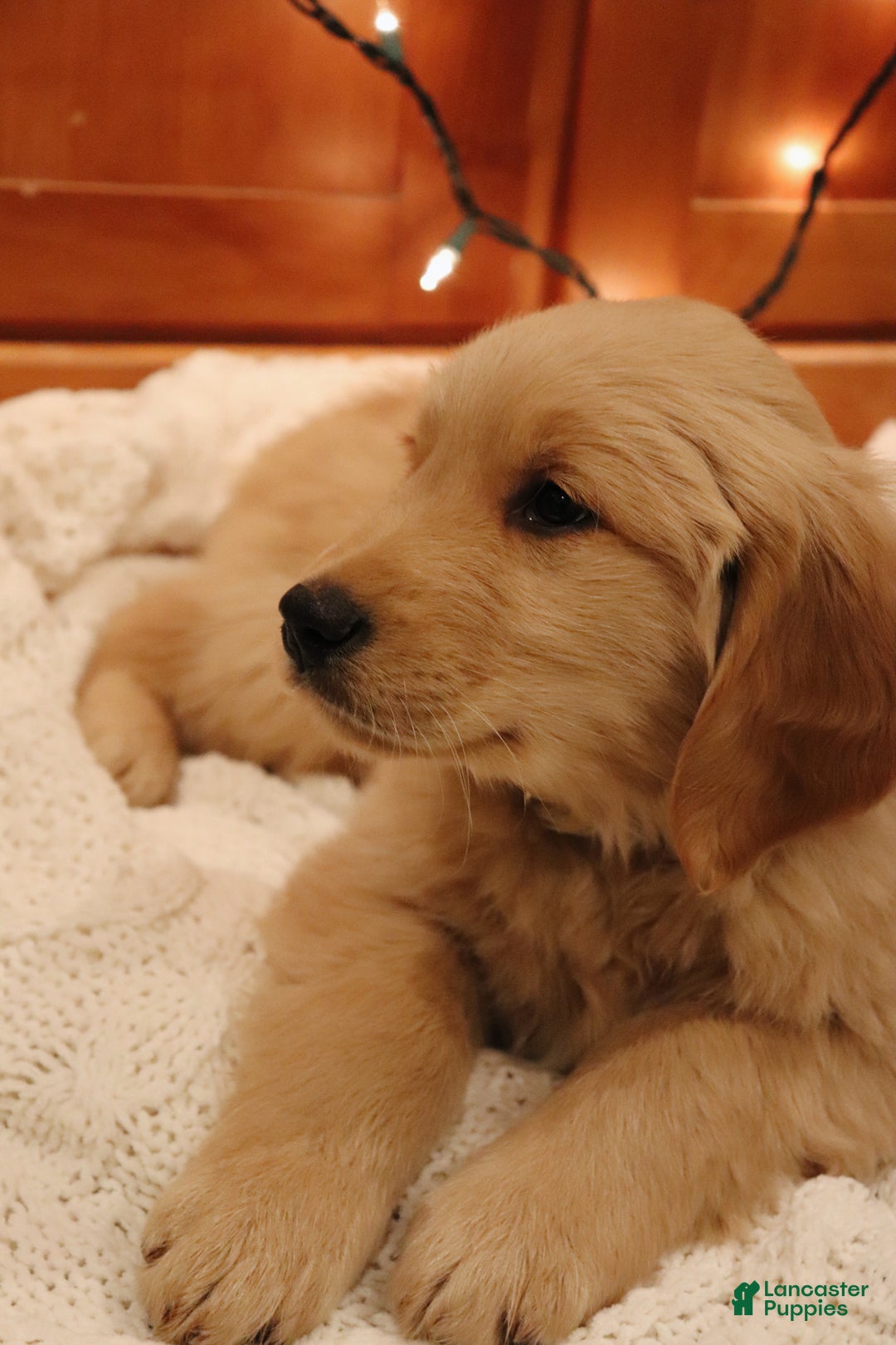 Golden Retriever dogs for sale: Wellington - Ad 4