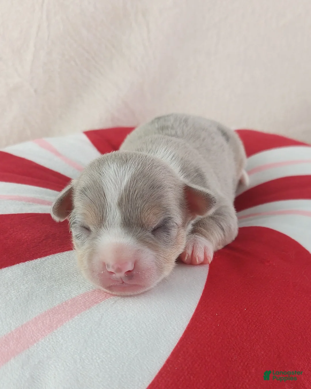 Chihuahua dogs for sale: Pixel - Ad 13