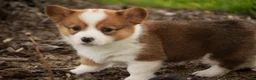 Welsh Corgi Pembroke dogs for sale: Woody - Ad 4