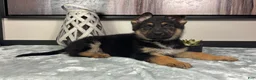 German Shepherd dogs for sale:  Boy 2: Joey  - Ad 5