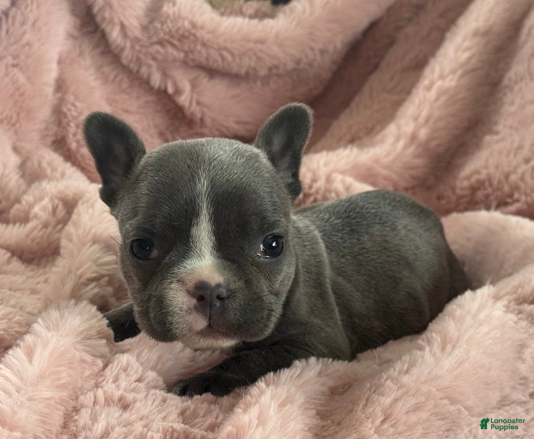 French Bulldog dogs for sale: Winnie - Ad 5