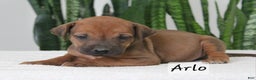 Rhodesian Ridgeback dogs for sale: Rhodesian Ridgeback Puppy 4 - Ad 1