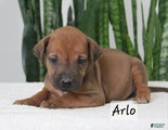 Rhodesian Ridgeback Puppy 4