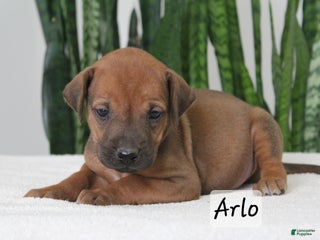 Rhodesian Ridgeback dogs Rhodesian Ridgeback Puppy 4 - Ad 1