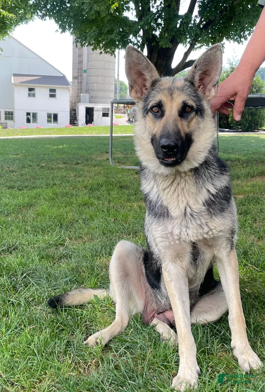 German Shepherd dogs for sale: Ruger - Ad 2