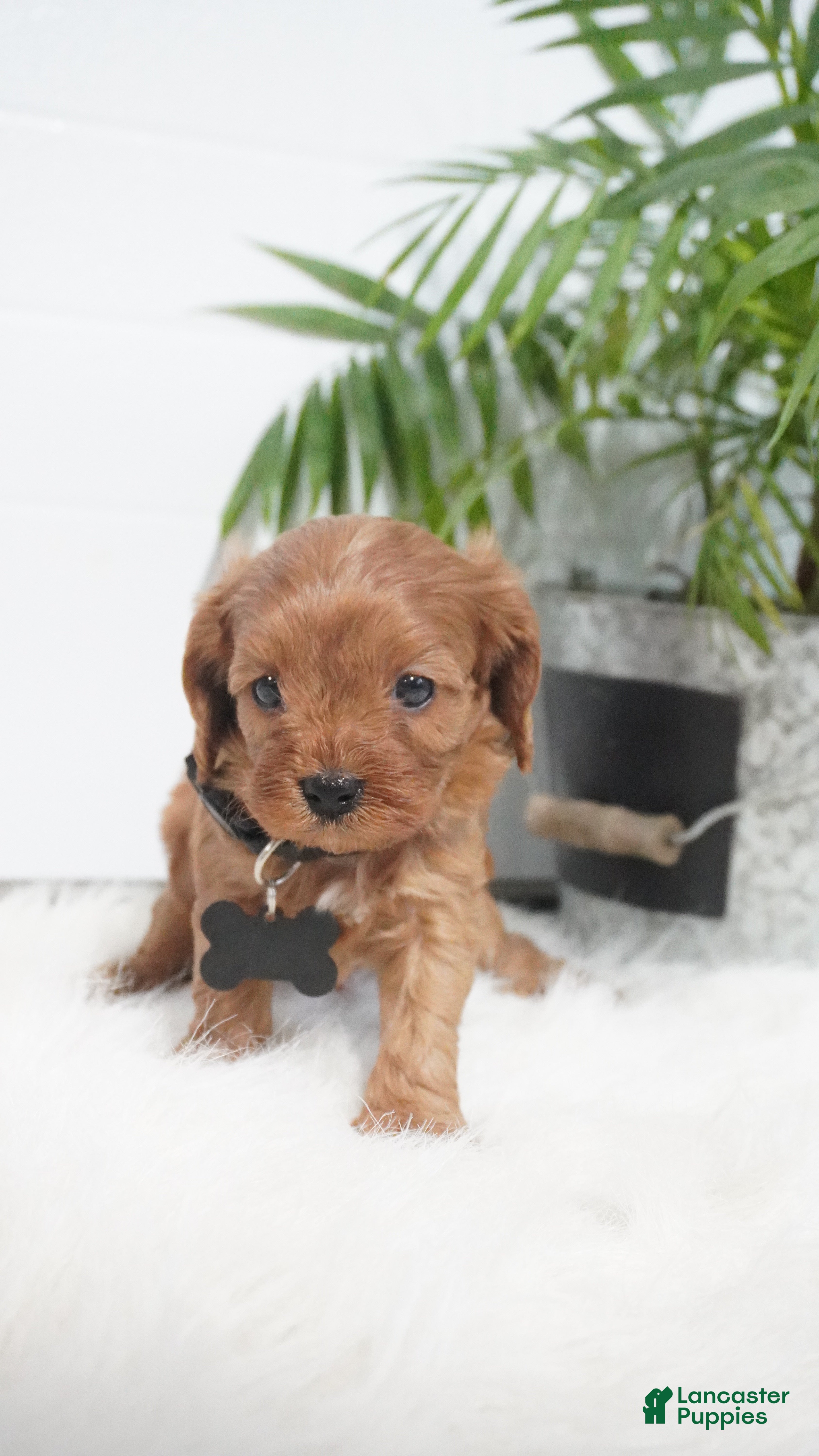 Cavapoo dogs Brock - Ad 23