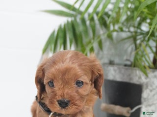 Cavapoo dogs Brock - Ad 22