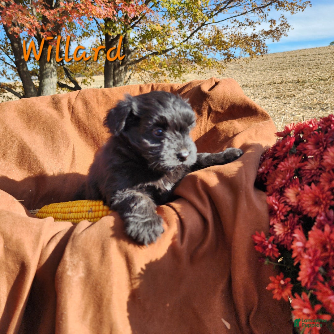 Pomapoo dogs for sale: Willard  - Ad 2