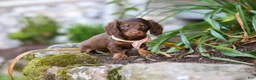 Miniature Dachshund dogs for sale: Stella - Ad 11