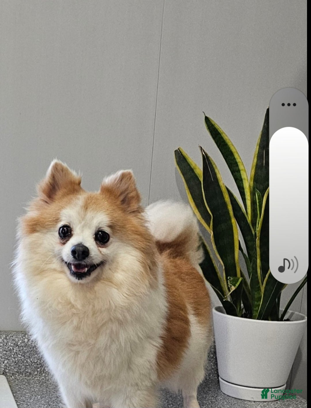 Pomeranian dogs for sale: Snickers - Ad 12