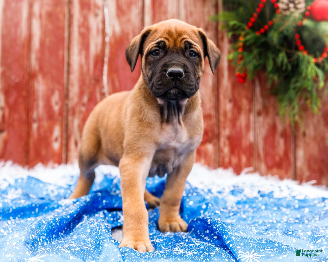 English Mastiff dogs for sale: Chloe - Ad 12
