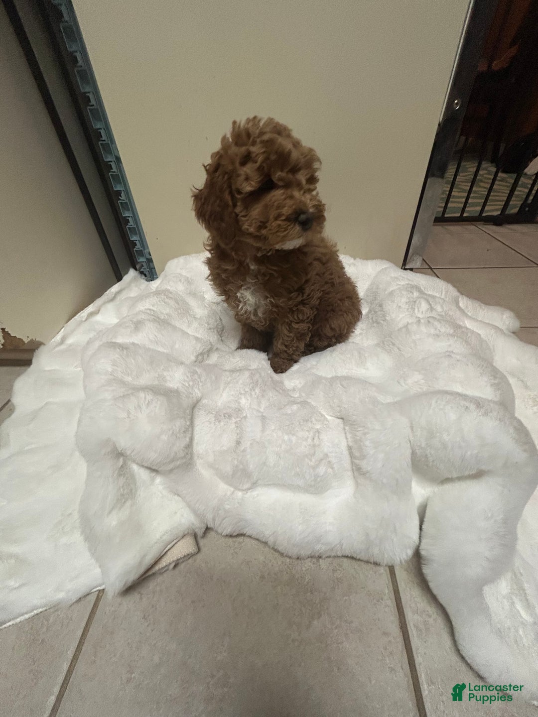 Mini Goldendoodle dogs for sale: Petite Mini Goldendoodle Caramel Spice - Ad 5